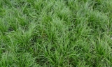 ?四季綠草在冬天如何種植?